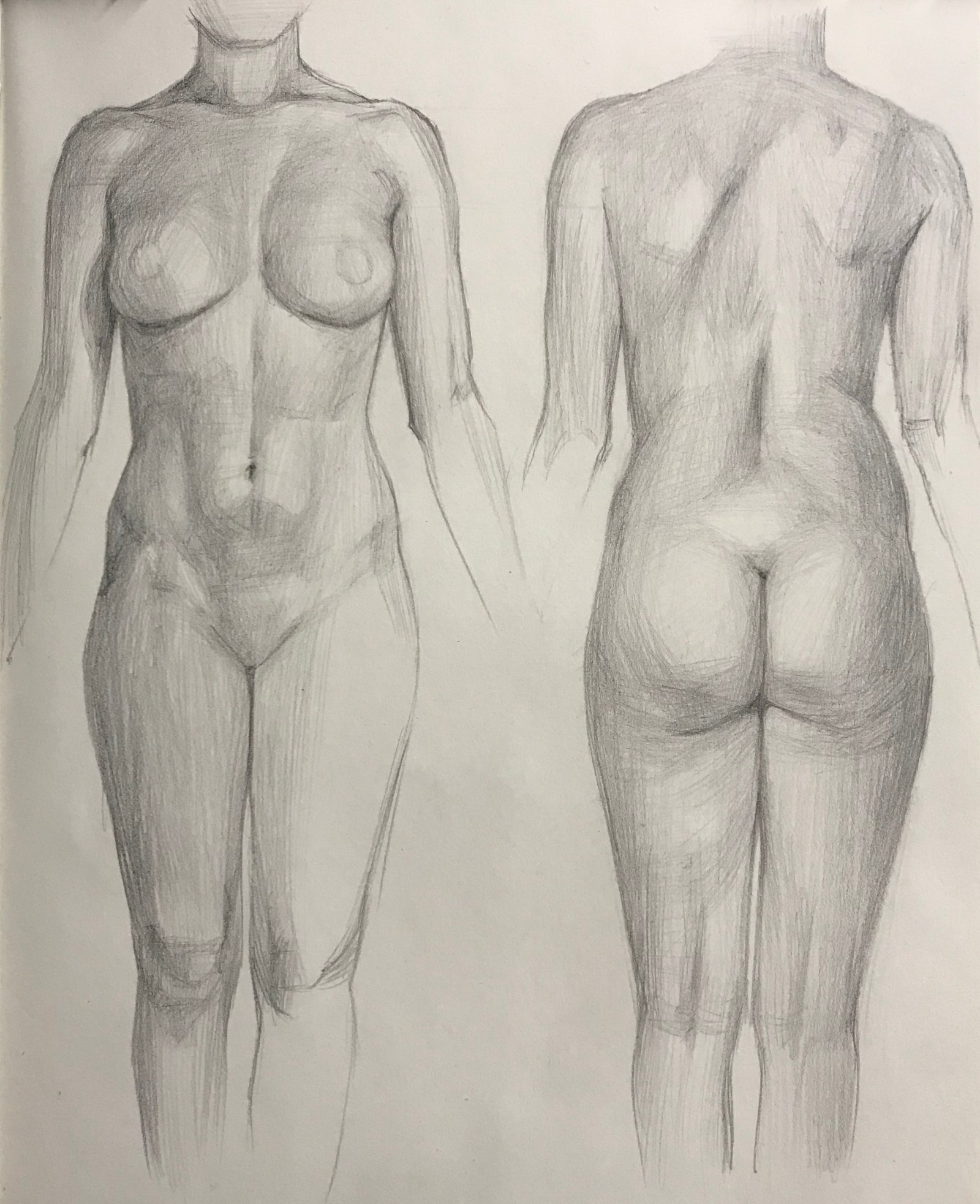 Anatomy study